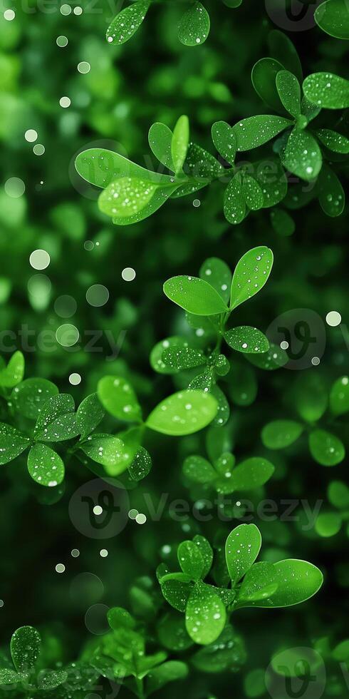 Vibrant green leaves with dewdrops and soft bokeh background creating a fresh natural look photo