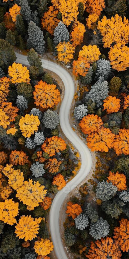 Aerial View of a Winding Road Through Dense Autumn Forest with Vibrant Foliage photo