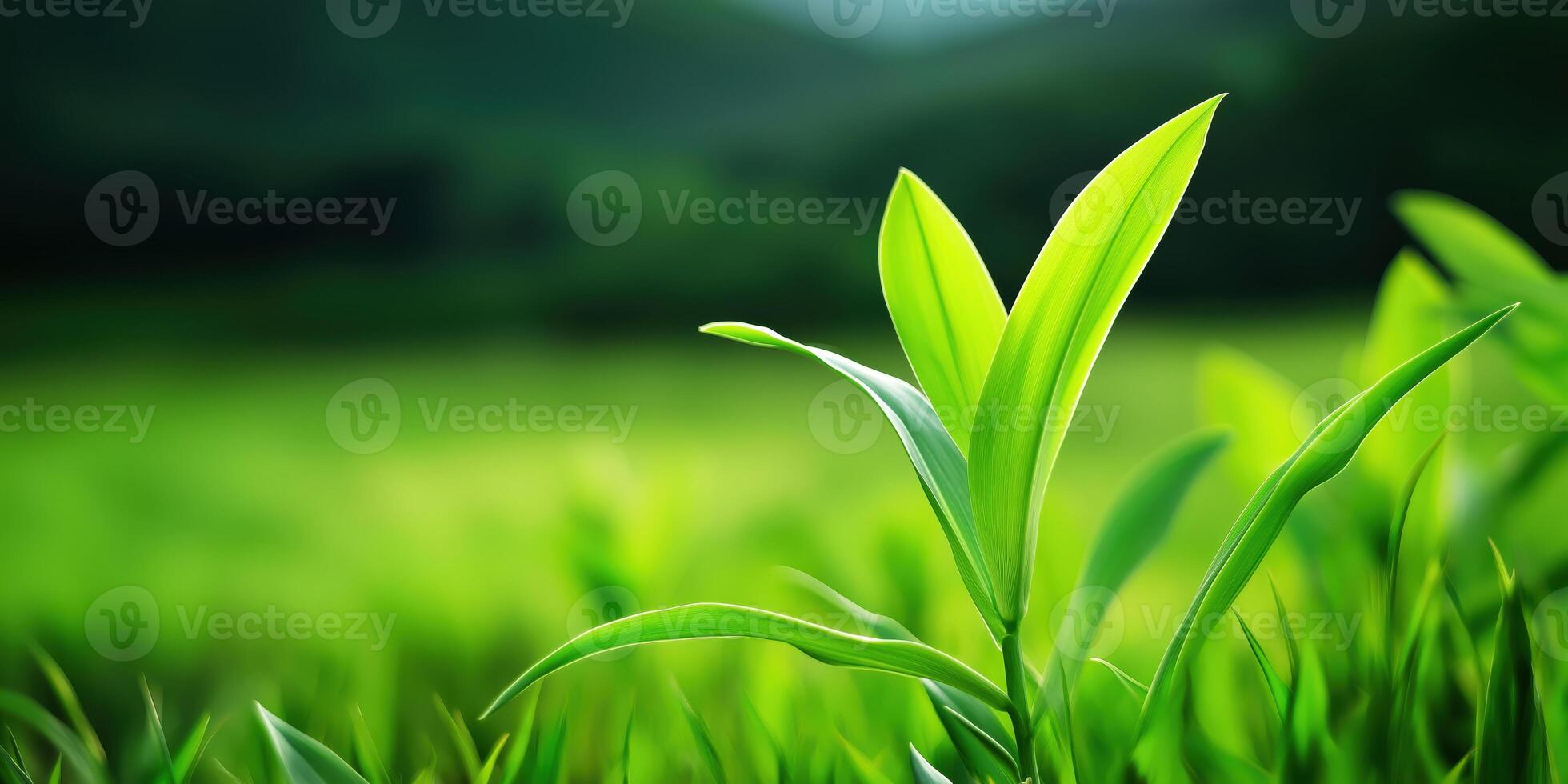 Fresh Green Plant Leaf Close-Up in Nature, Eco-Friendly and Growth Concept photo