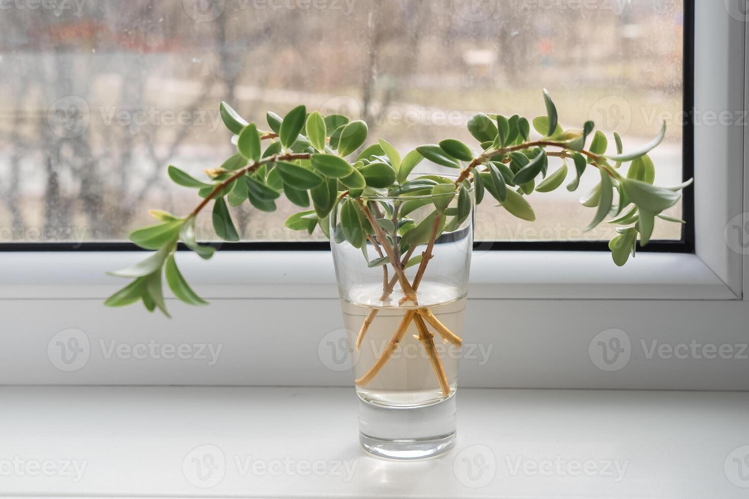 Green Plant Cuttings Rooting in Glass of Water on Windowsill photo