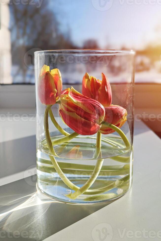 Sunlit Tulips in Glass Vase with Elegant Curved Stems photo