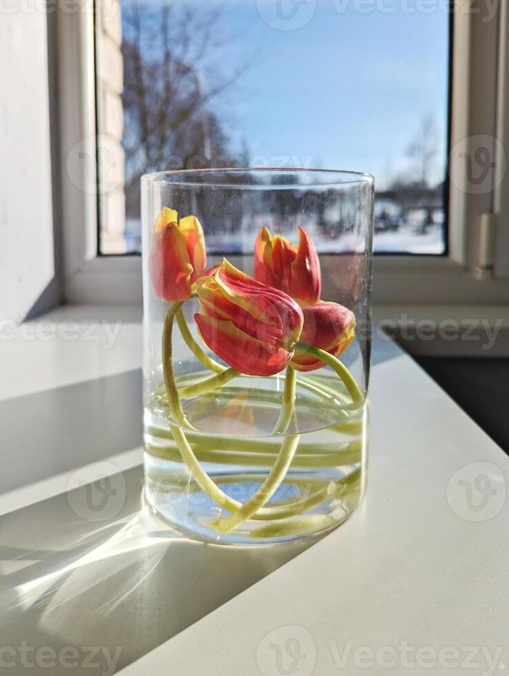 Tulips in Glass Vase by Window with Wintery View photo