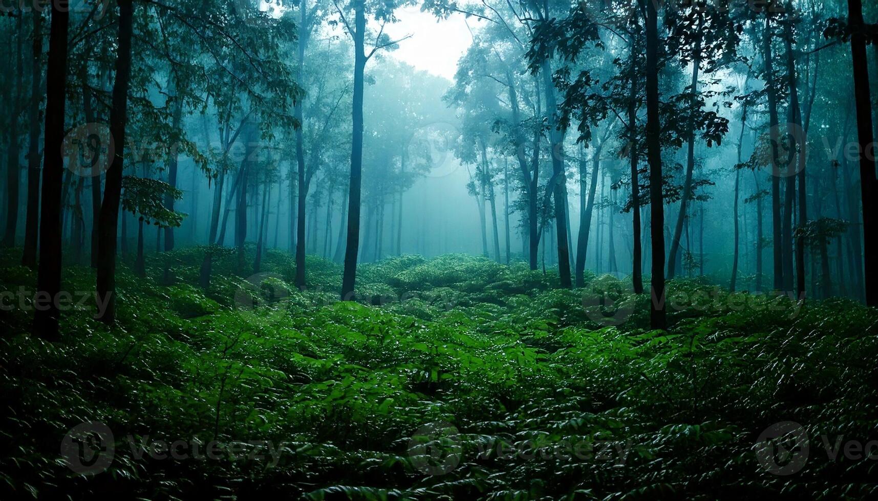 A green forest with tall trees and ferns photo