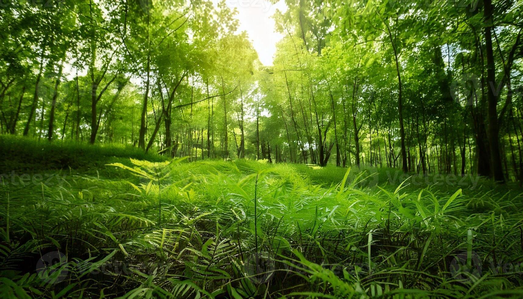 Green forest with sun shining through the trees photo