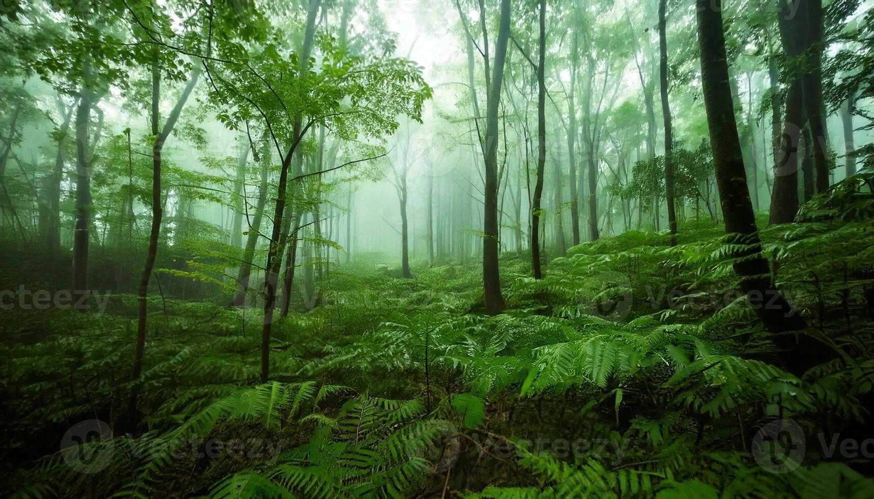 A green forest with ferns and trees photo