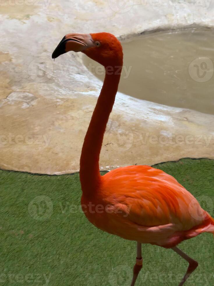 a flamingo vivid pink color and elegant posture, standing gracefully in a serene environment, symbolizing beauty, grace photo