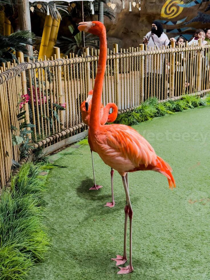 a flamingo bird, vivid pink color and elegant posture, standing gracefully in a serene environment, symbolizing beauty, grace photo