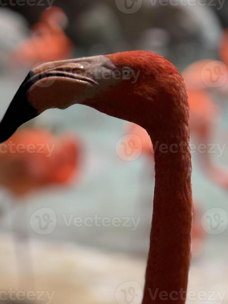 a flamingo bird, vivid pink color and elegant posture, standing gracefully in a serene environment, symbolizing beauty, grace, and the vibrant nature of wildlife photo