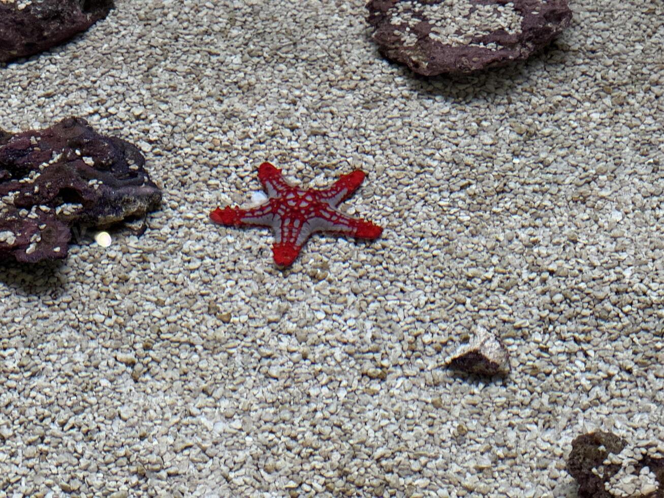 a vibrant red starfish resting on the sandy bottom of the sea photo