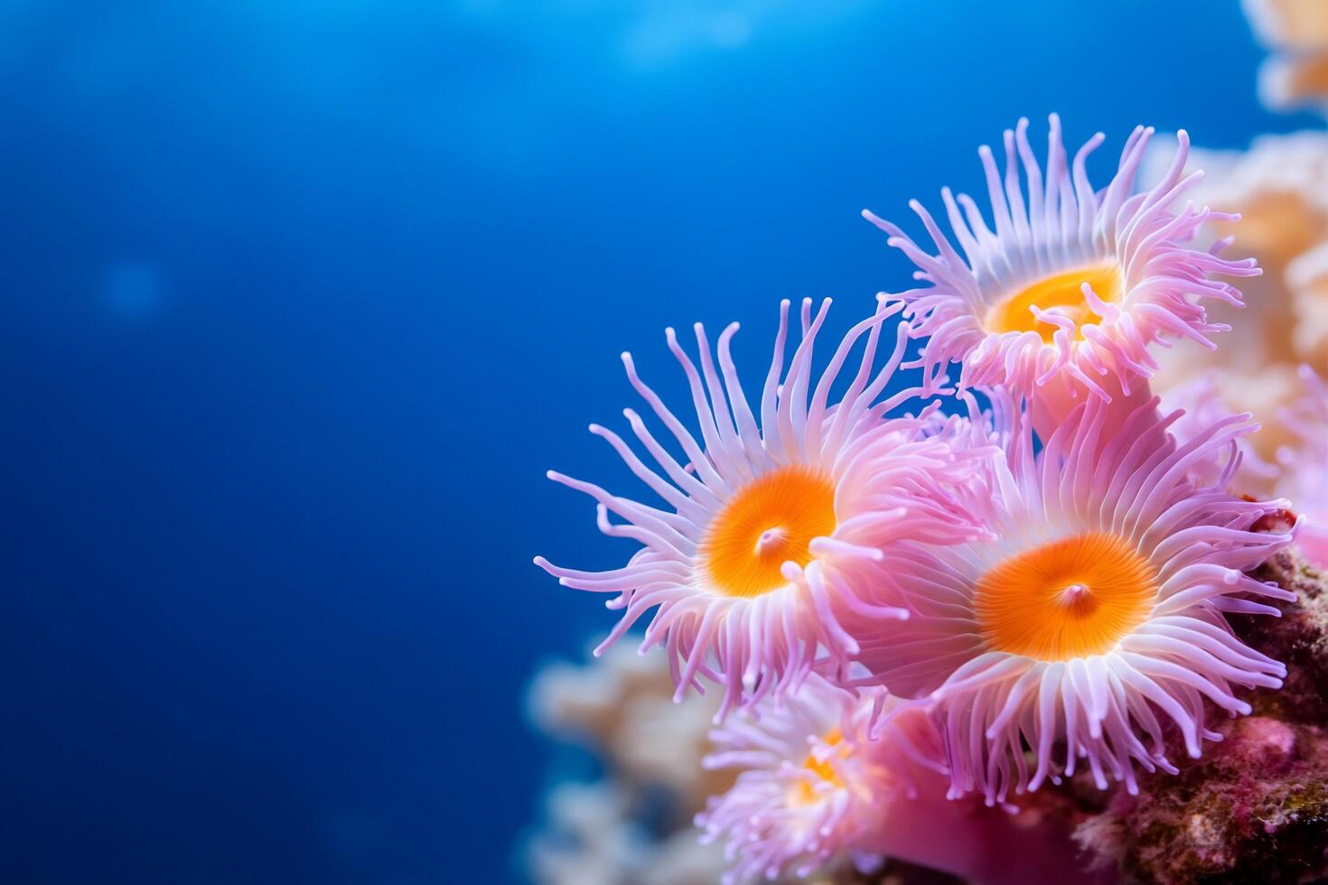 Vibrant coral polyps with bright colors in a marine environment. photo