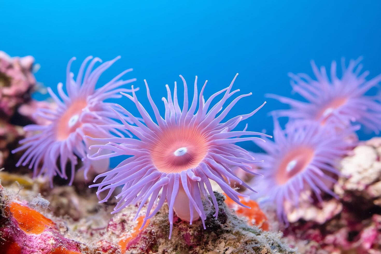 Vibrant sea anemones with long tentacles in a coral reef environment. photo