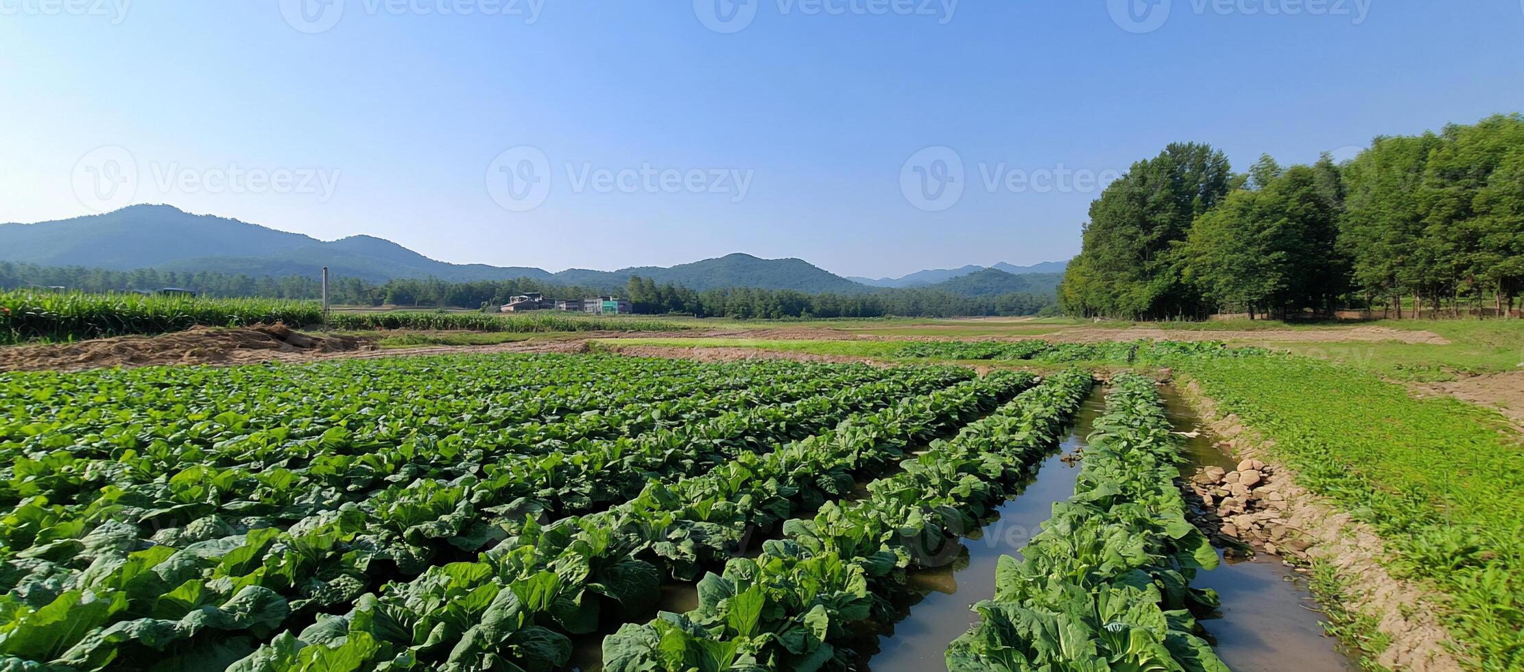 Expansive green fields with rows of crops under a clear blue sky. photo