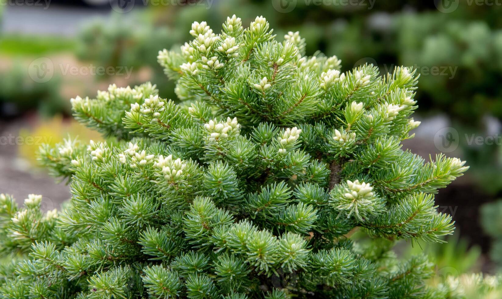 Close-up of a green coniferous plant with white buds. photo