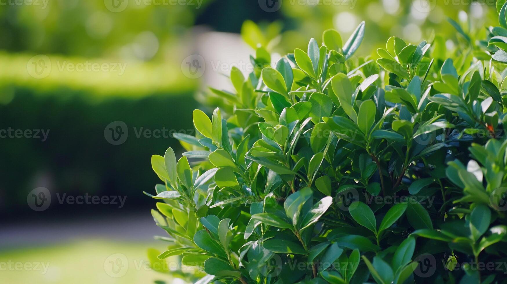 A bush with green leaves in the middle of a garden photo