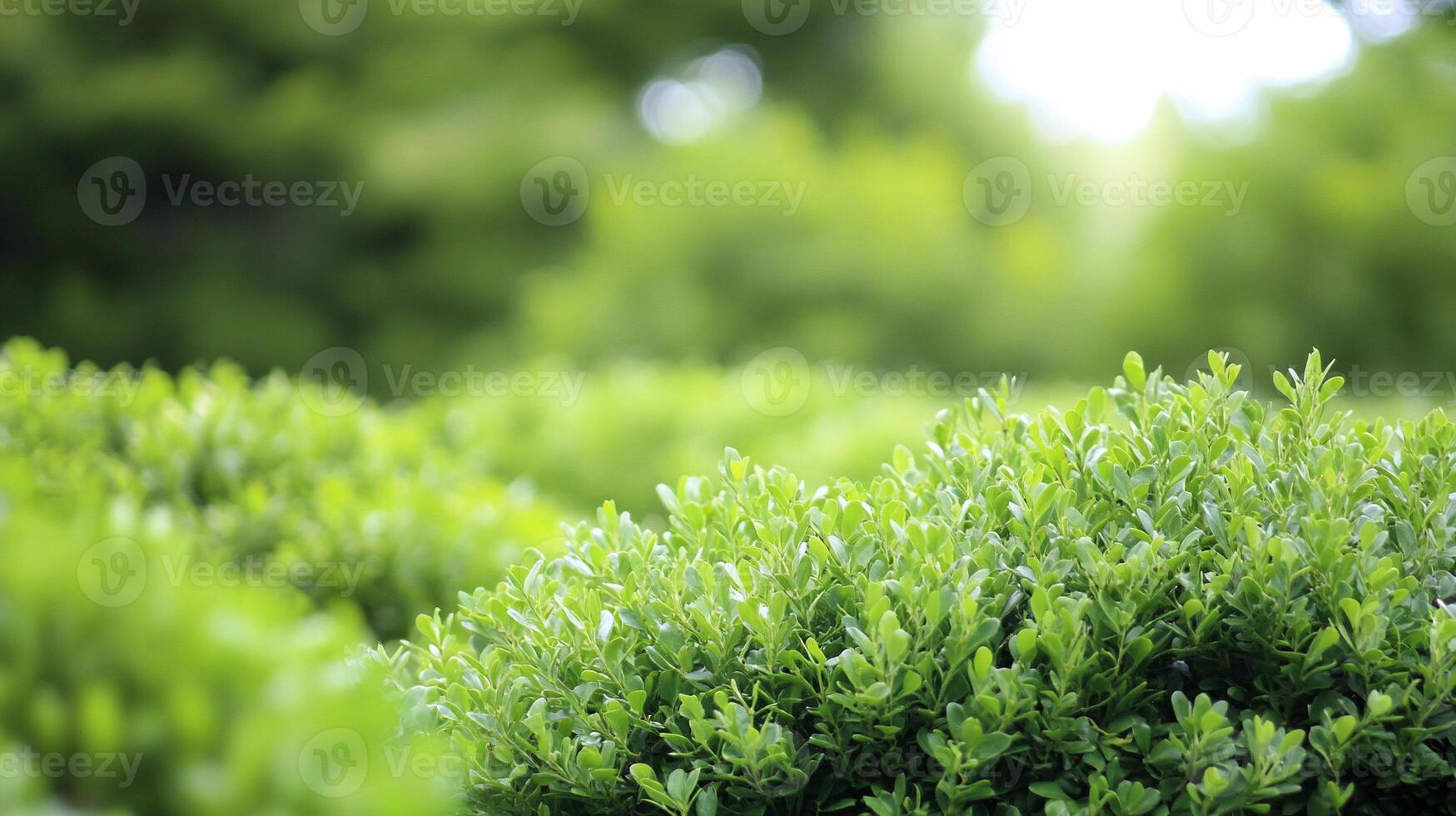 Lush green foliage creating a serene and tranquil natural environment. photo
