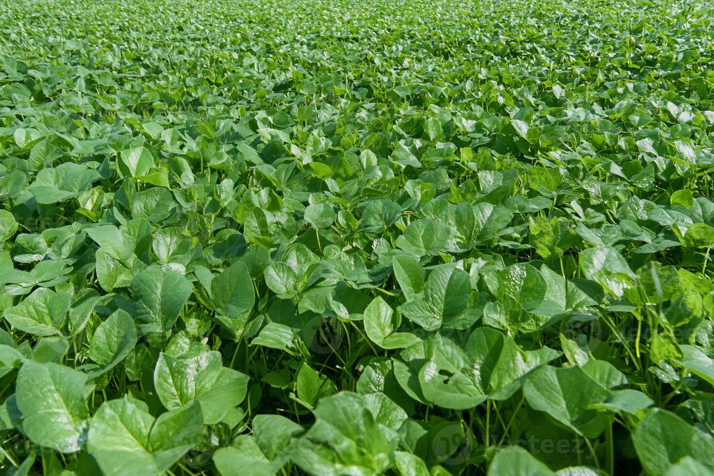 A lush green field filled with vibrant leafy plants. photo