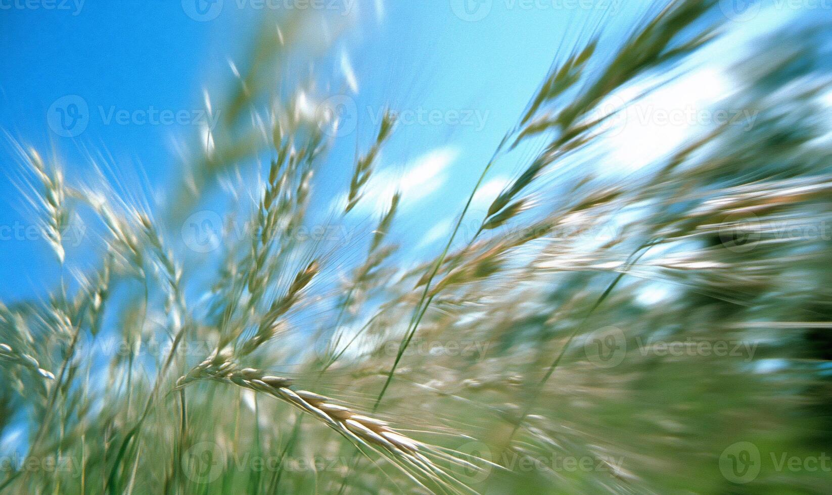Blurry grass swaying in the wind under a bright blue sky. photo