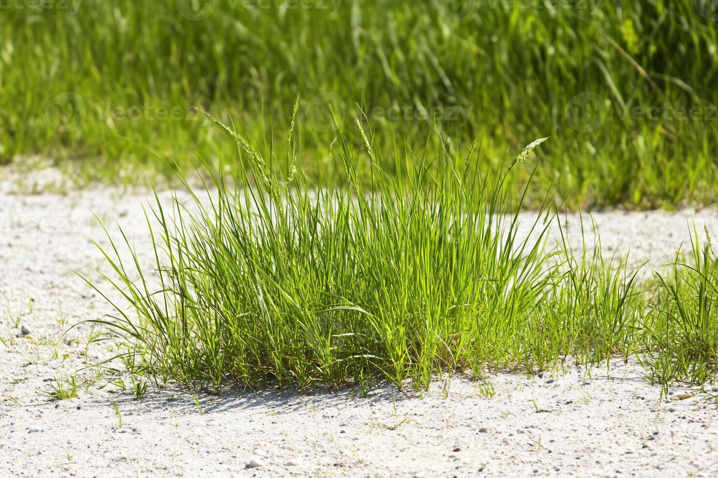 A patch of green grass growing on a sandy surface. photo