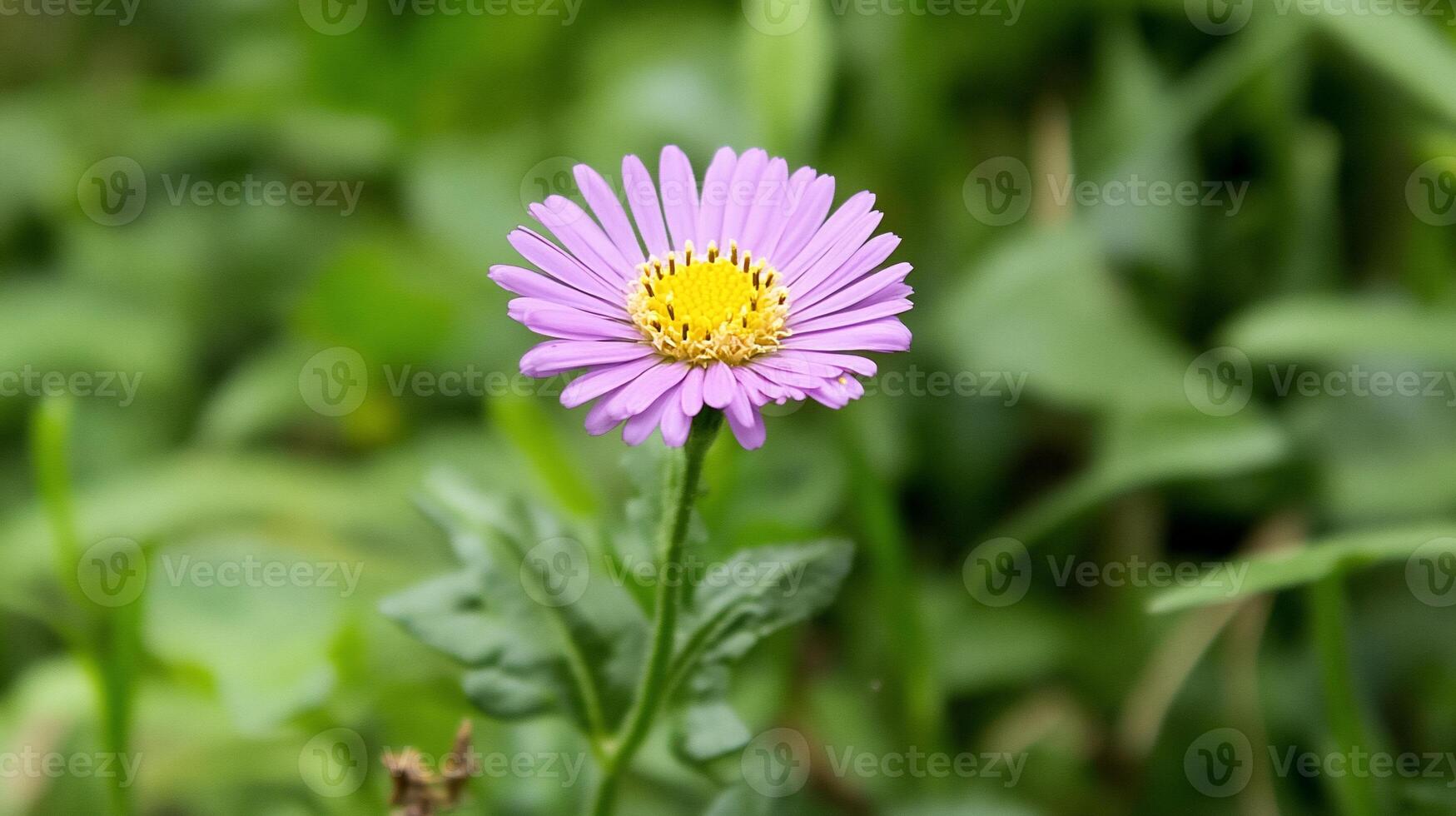 A purple flower with yellow center in the middle of green grass photo