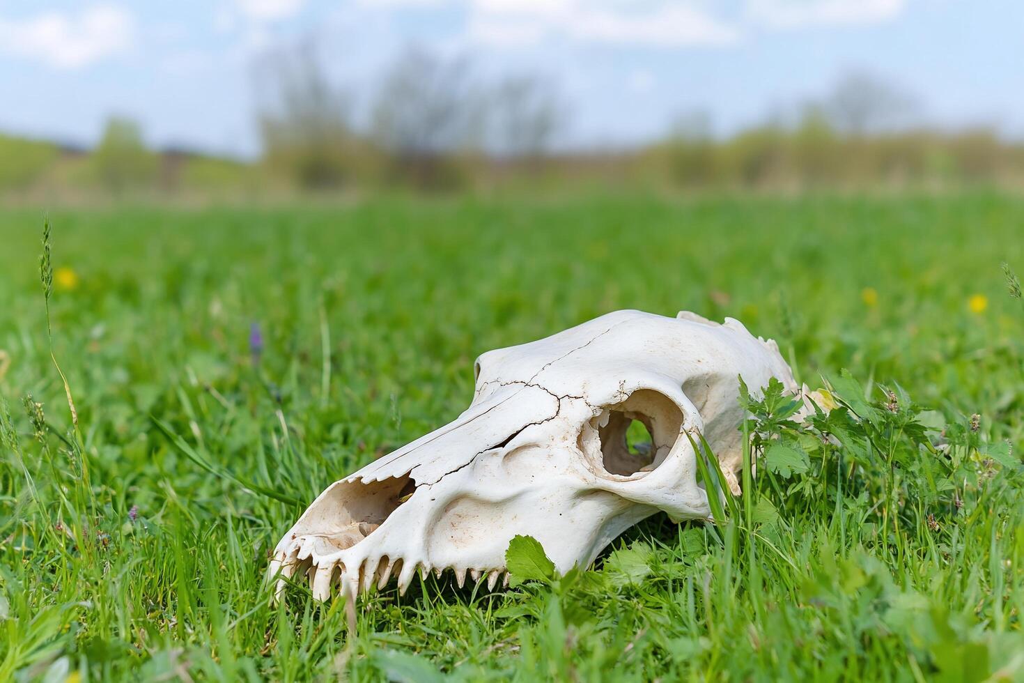 A skull resting on grass in a natural outdoor setting. photo