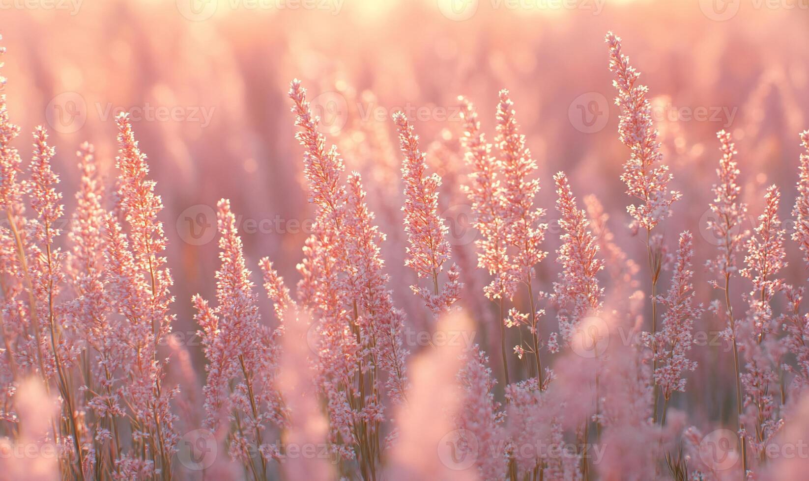 A serene field of soft pink flowers illuminated by warm sunlight. photo