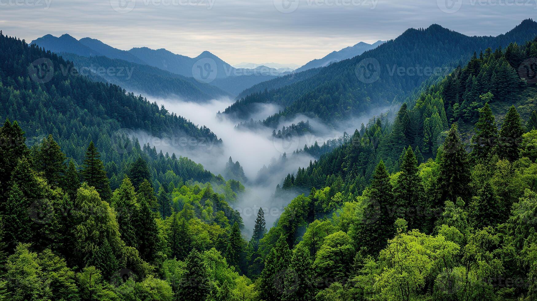 Misty Mountain Forest Landscape Serene Valley View with Lush Green Coniferous Trees photo