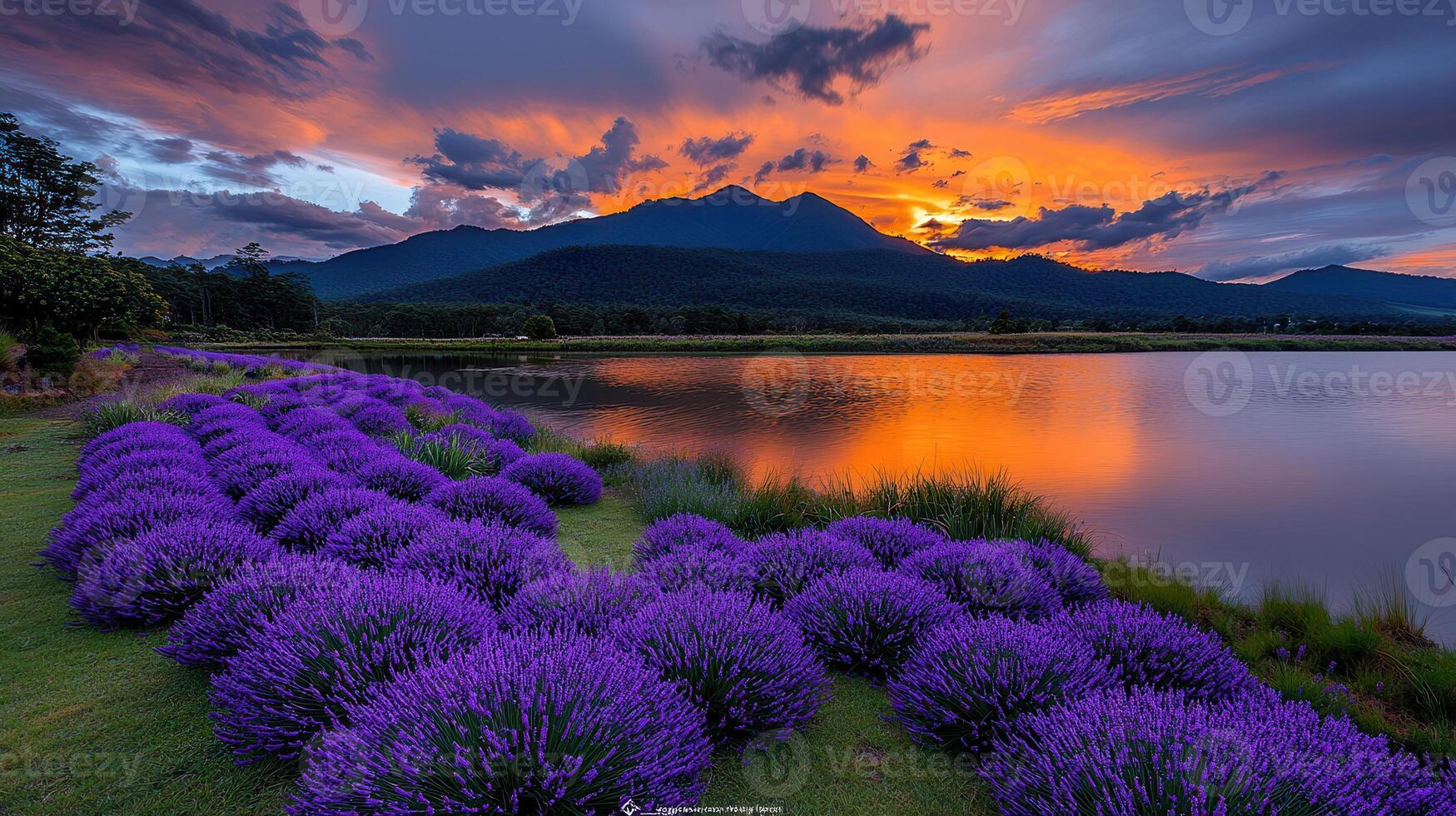 Serene Sunset Landscape Lavender Field by Lake with Mountain View photo