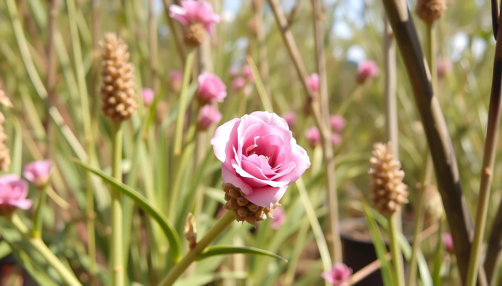 A pink flower is growing in the middle of tall grass photo