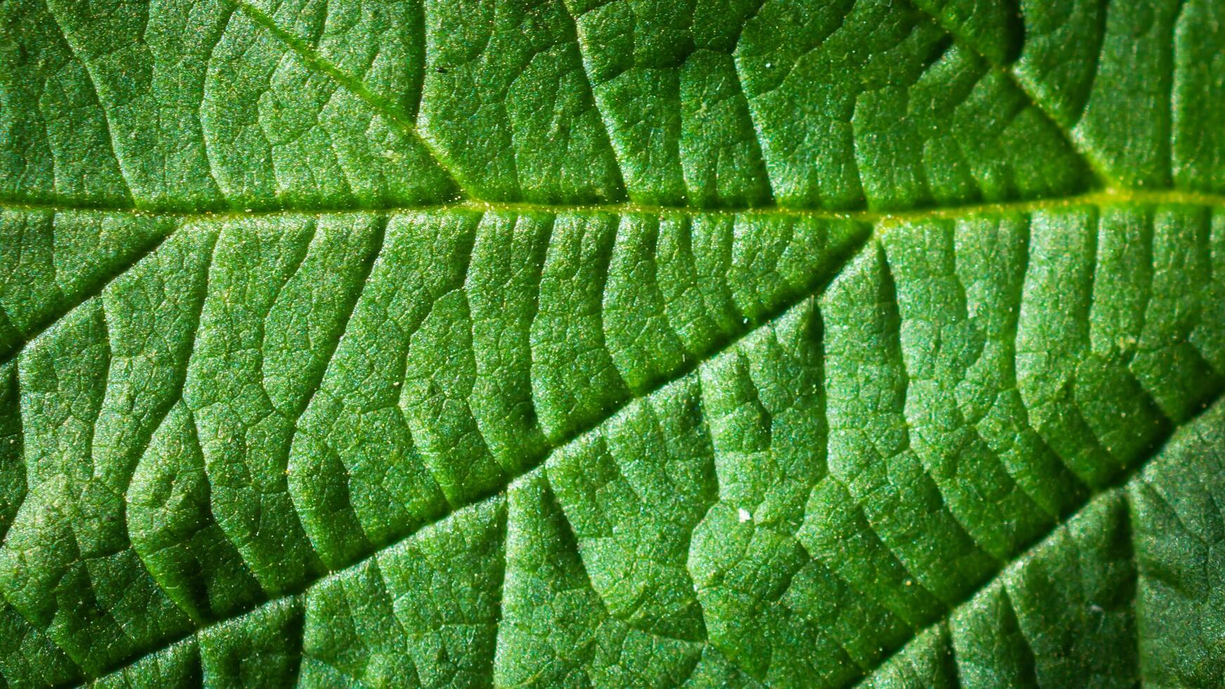 green leaf with visible details photo