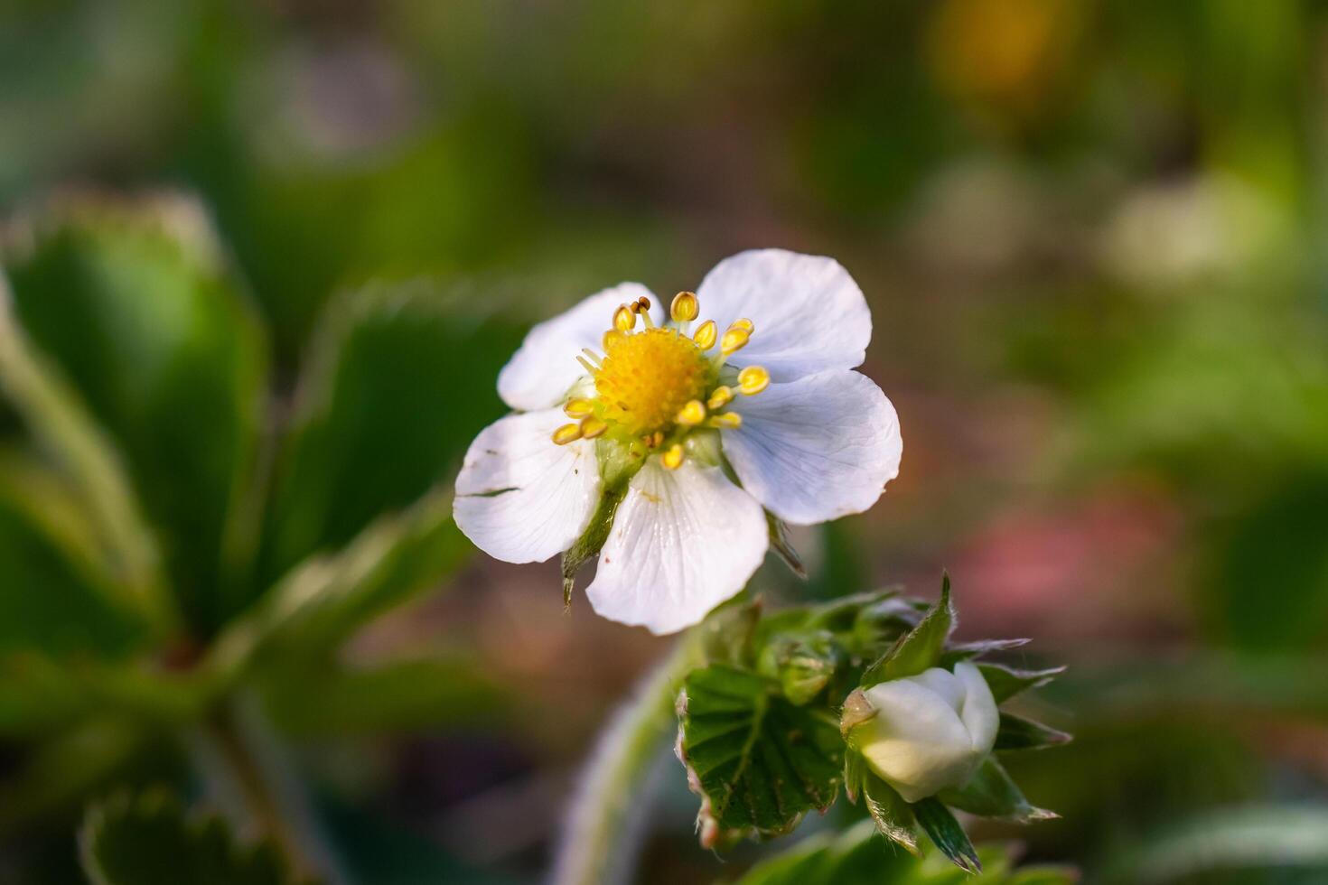 white wild strawberry photo