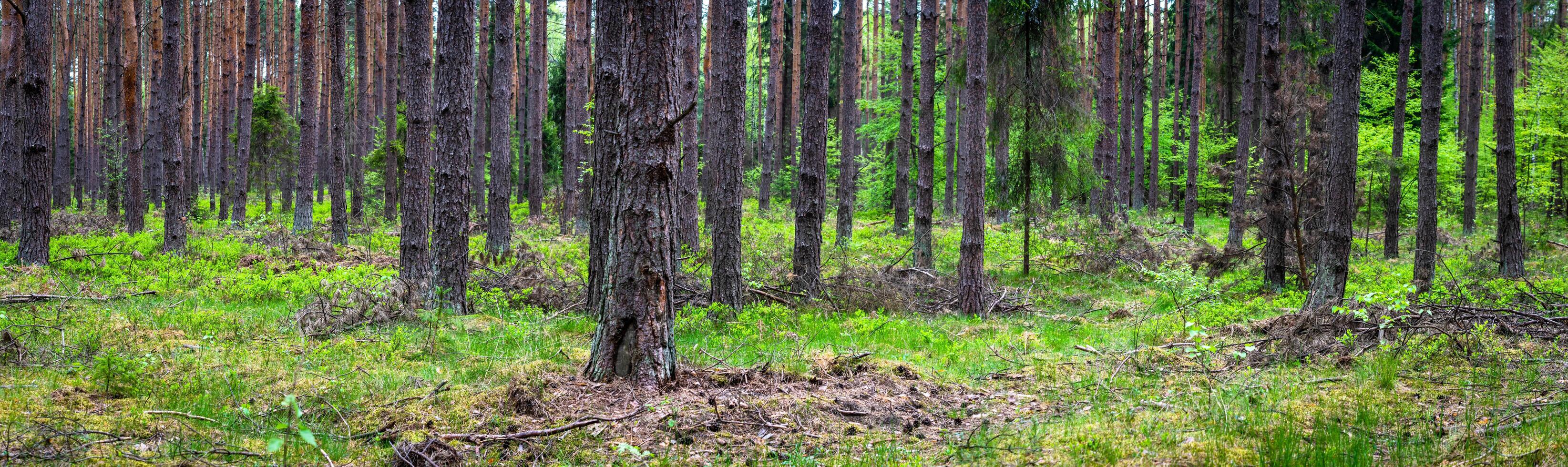coniferous summer forest on a cloudy day photo
