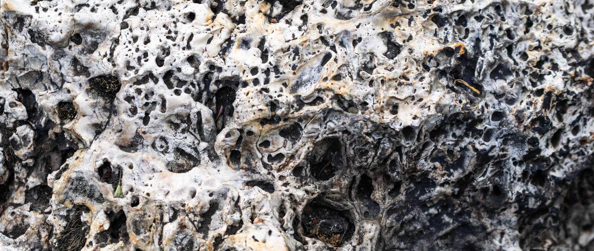 limestone texture usable as texture or background. photo