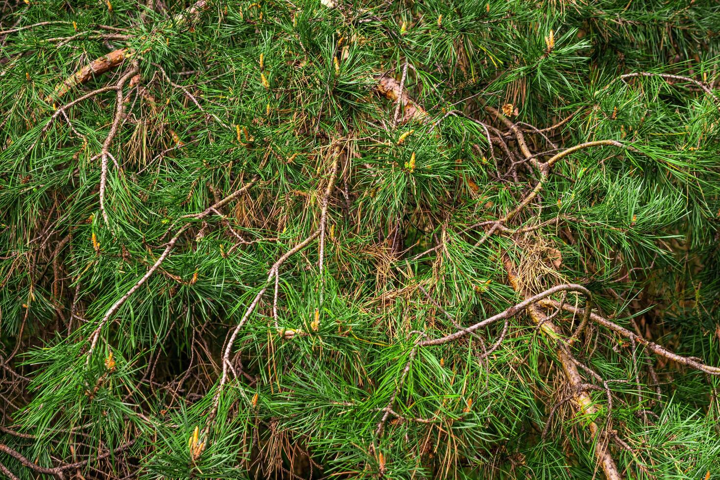 green pine branches with cones photo