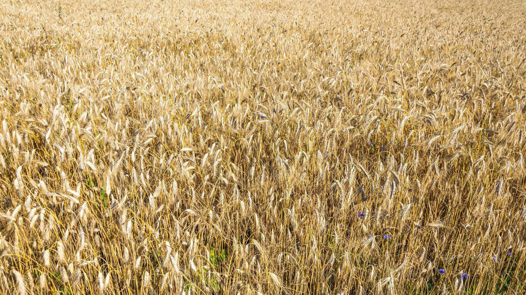 ears of ripe barley. background photo