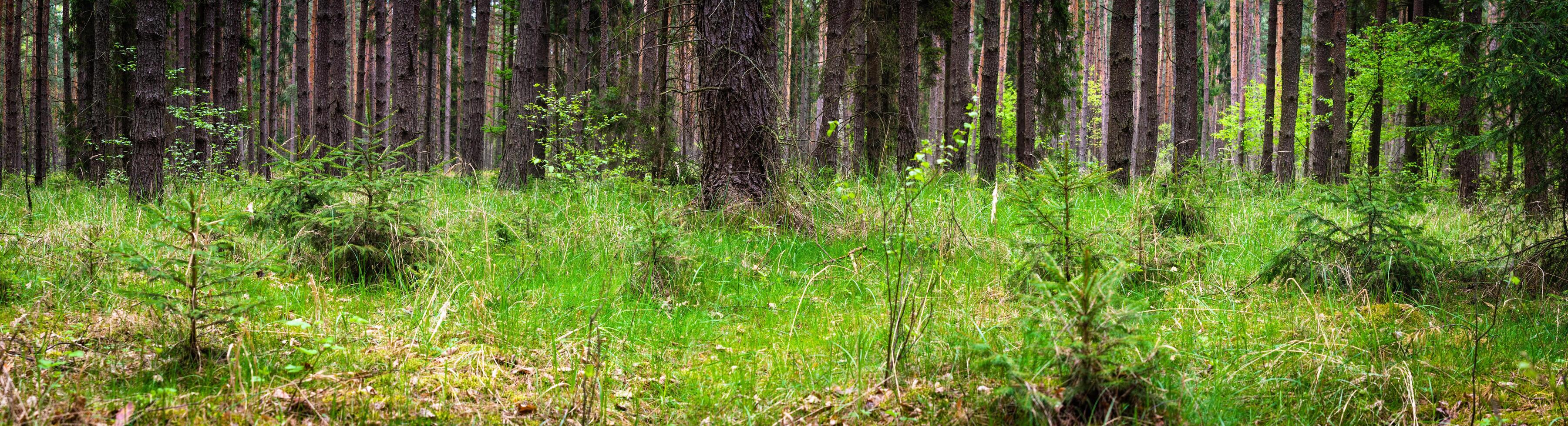 panorama of coniferous summer forest on a cloudy day photo