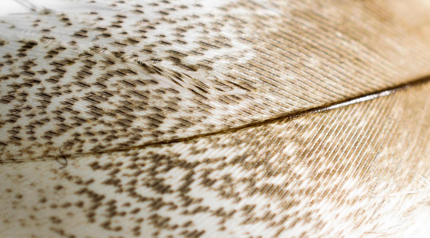 white and brown bird feather with visible details photo