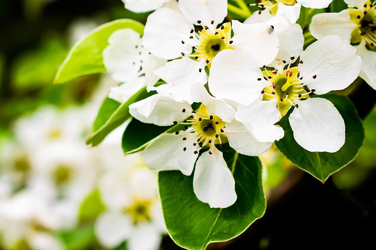 white apple blossoms with visible details on a dark background photo