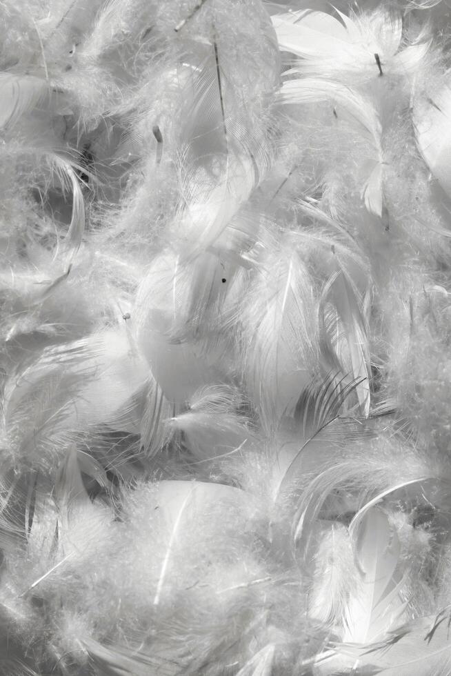 white duck feathers. background or texture photo