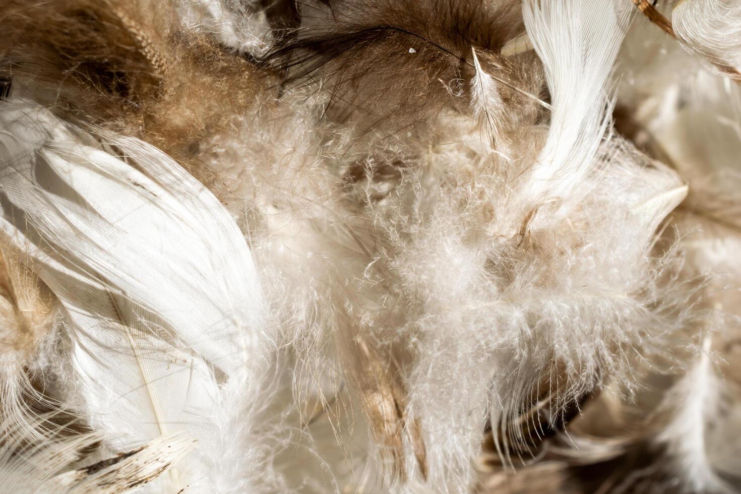 white and brown duck feathers photo