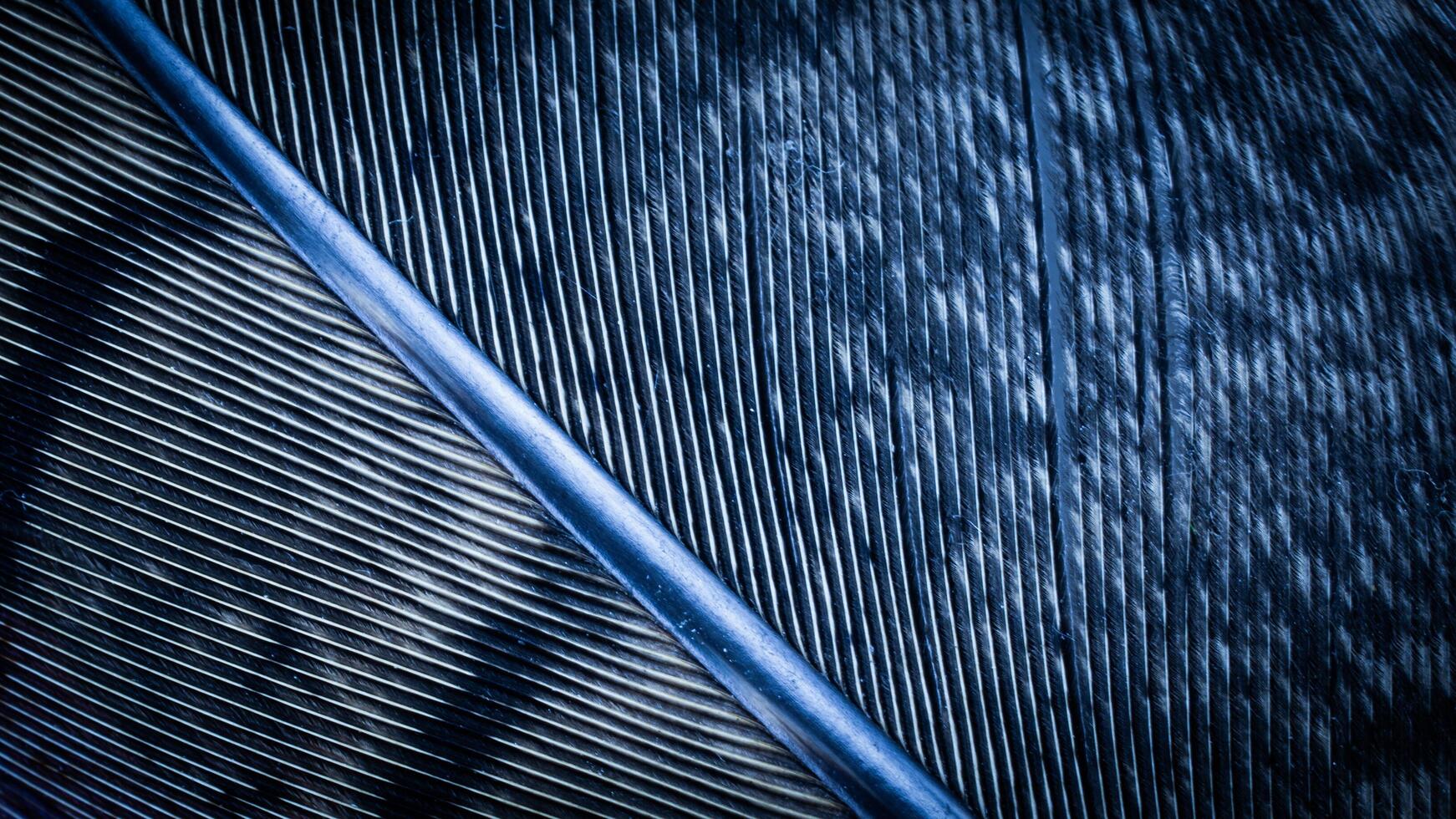 macro photo of blue pheasant feathers. background