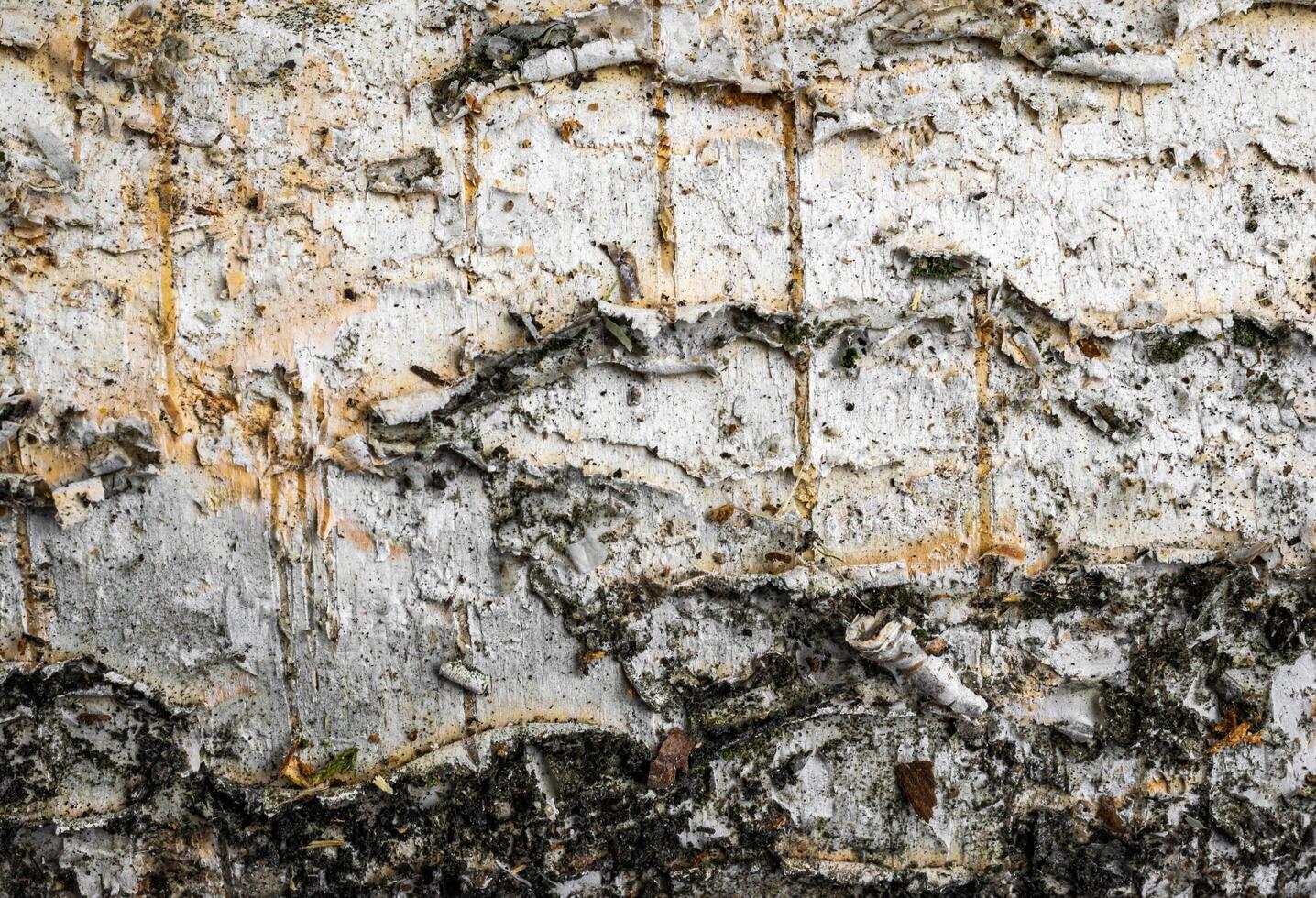 white birch bark with visible details. background photo