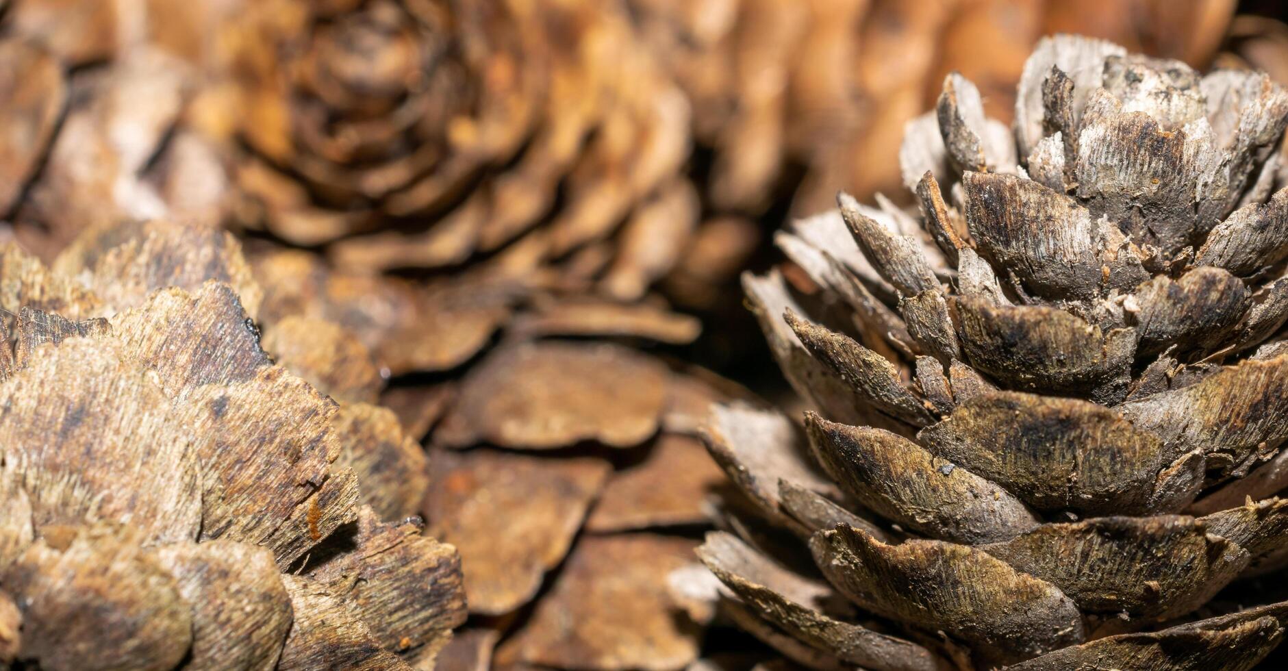 brown larch cones with visible details. background or texture photo