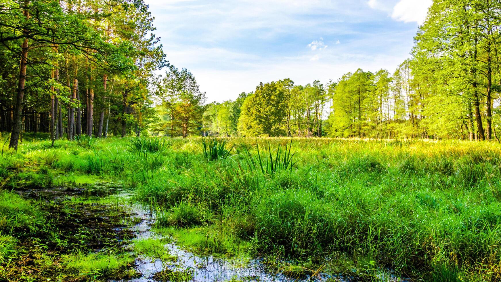 meadow in the forest against the background of blue sky and white clouds photo
