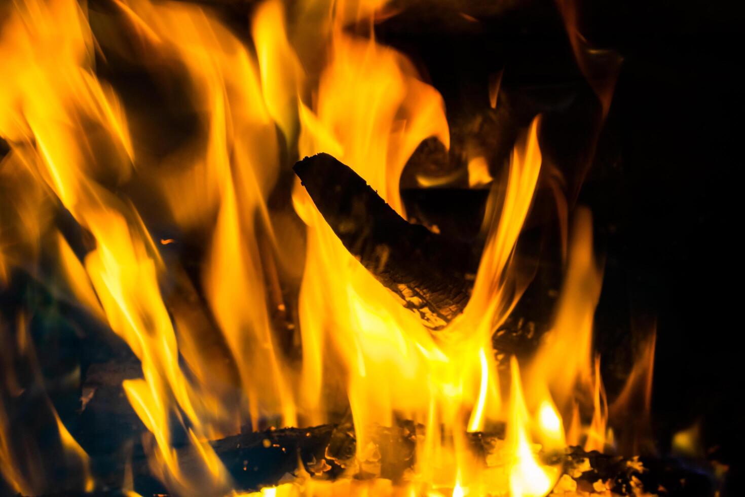 Fire flame of a tree. Burning tree. photo