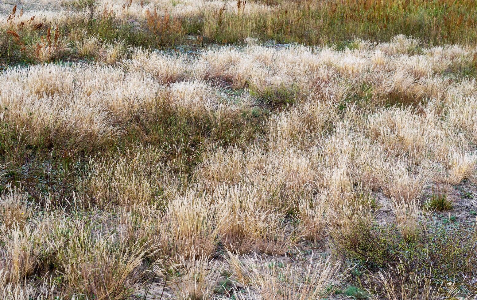 dry lawn with green tufts of grass photo
