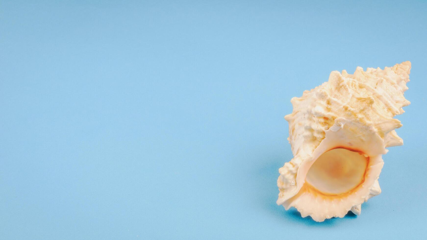 shell of a sea snail on a blue background photo
