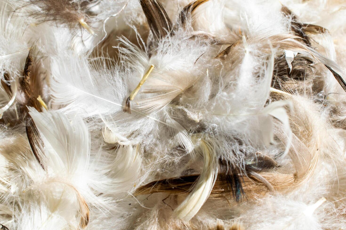 white and brown duck feathers. photo