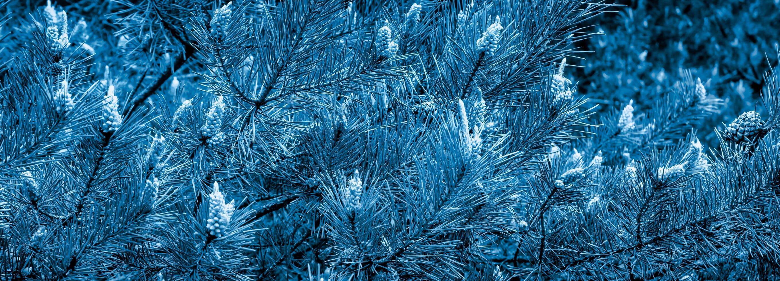 pine branches with visible details in blue photo