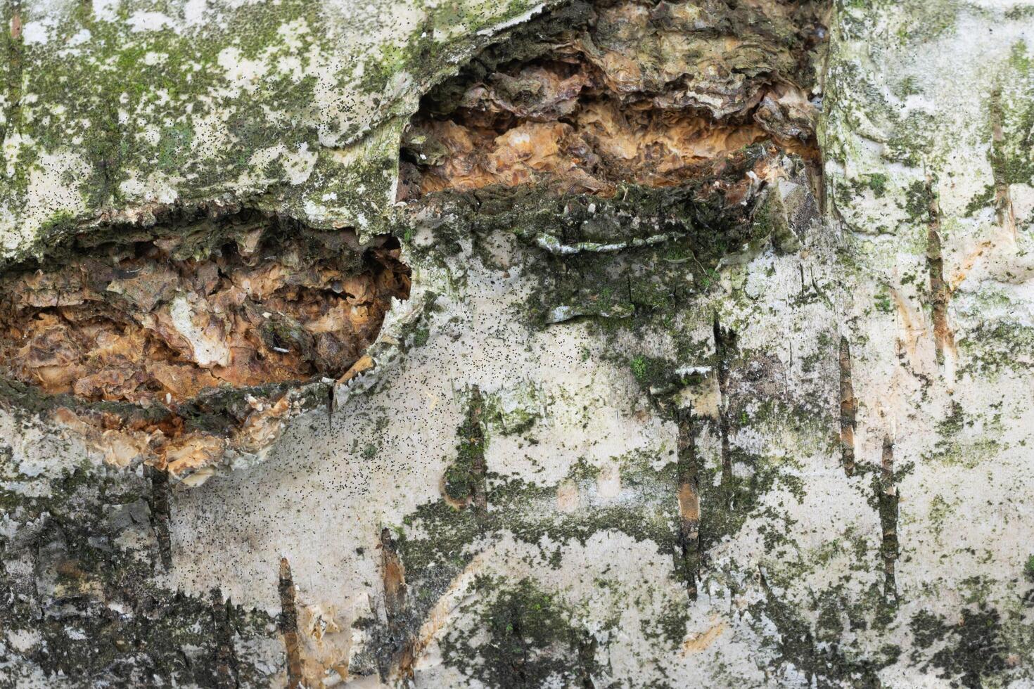 birch bark with visible details. background or textura photo