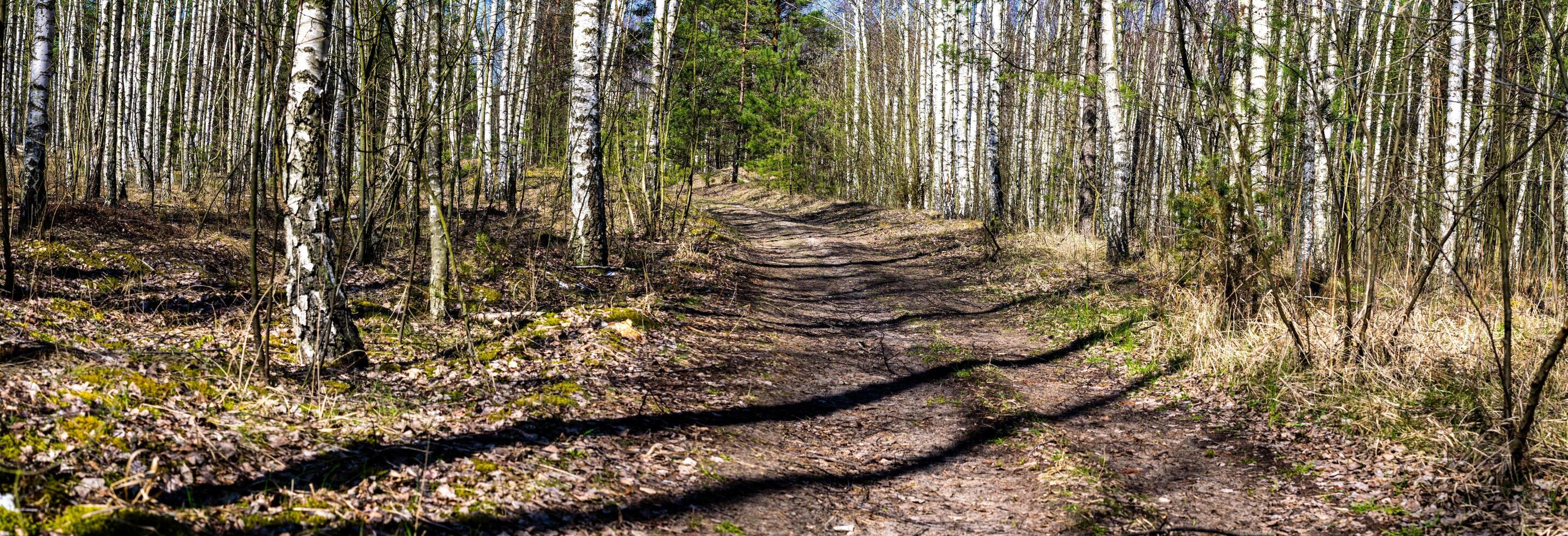 photo of a road in a birch forest on a sunny day